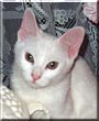 Tinkerbell
