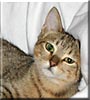 Mitten