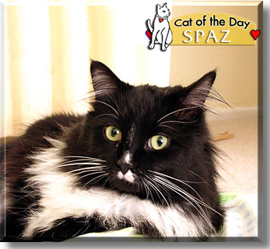 Spaz, the Cat of the Day
