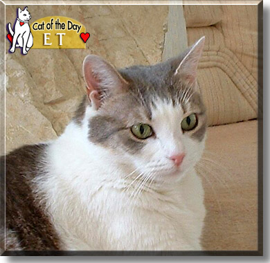 ET, the Cat of the Day