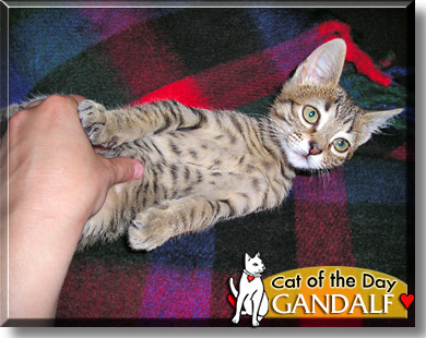 Gandalf, the Cat of the Day