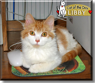 Libby, the Cat of the Day