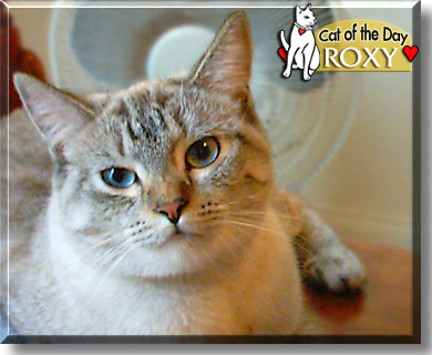 Roxy, the Cat of the Day