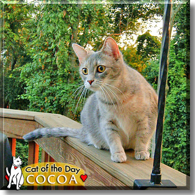 Cocoa, the Cat of the Day
