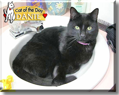Dante, the Cat of the Day