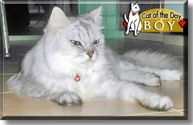 Boy, the Cat of the Day