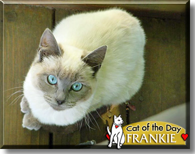 Frankie, the Cat of the Day