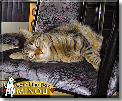 Minou, the Cat of the Day