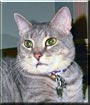 Silverbell