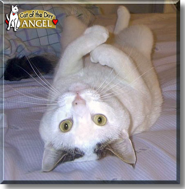 Angel, the Cat of the Day