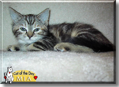 Mia, the Cat of the Day