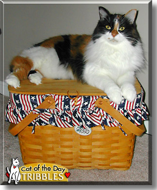 Tribbles, the Cat of the Day