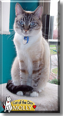 Molly, the Cat of the Day