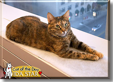 Ida Star, the Cat of the Day