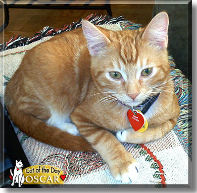 Oscar, the Cat of the Day