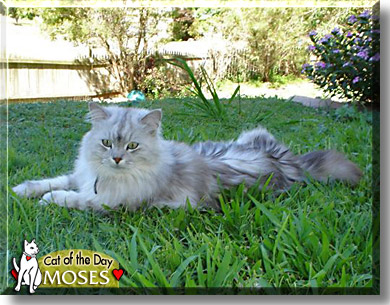 Moses, the Cat of the Day