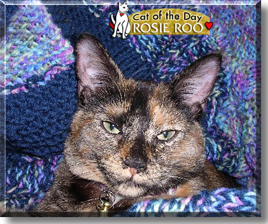 Rosie Roo, the Cat of the Day