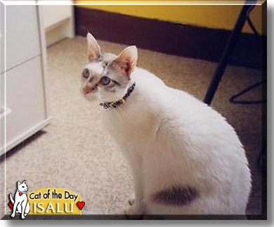 Isalu, the Cat of the Day