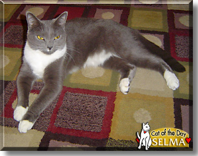Selma, the Cat of the Day