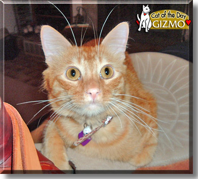 Gizmo, the Cat of the Day