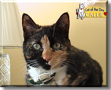 Callie, the Cat of the Day