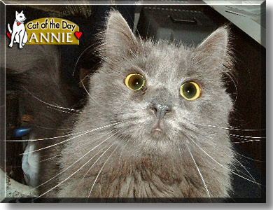 Annie, the Cat of the Day