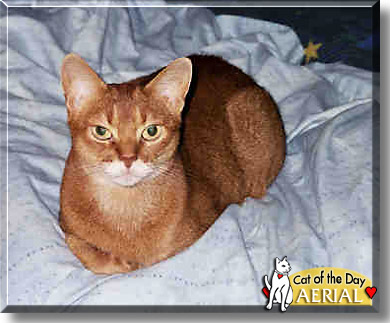 Aerial, the Cat of the Day