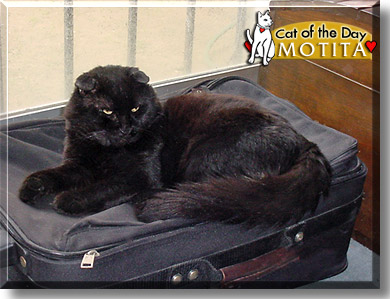 Motita, the Cat of the Day