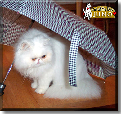 Juno, the Cat of the Day
