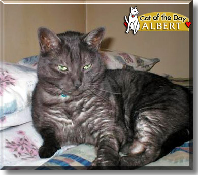 Albert, the Cat of the Day
