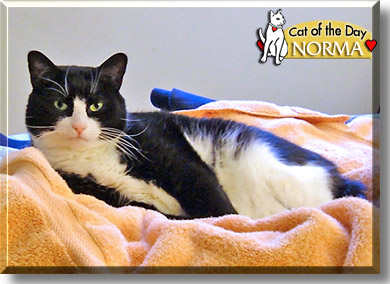 Norma, the Cat of the Day
