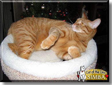 Simba, the Cat of the Day