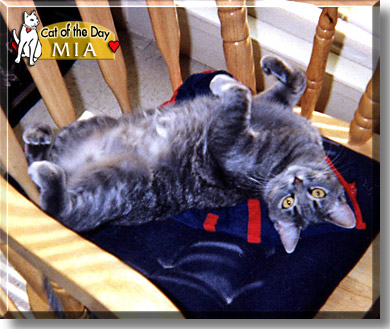 Mia, the Cat of the Day
