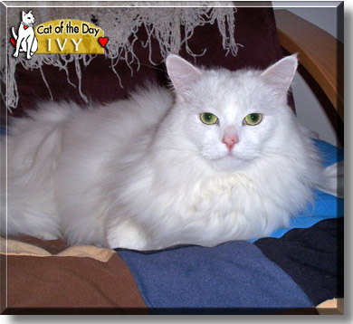 Ivy, the Cat of the Day