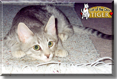 Tiger, the Cat of the Day
