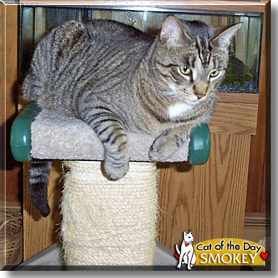 Smokey, the Cat of the Day