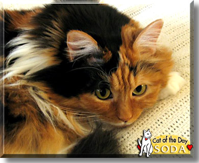 Soda, the Cat of the Day