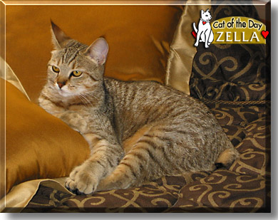 Zella, the Cat of the Day