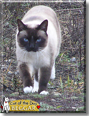 Beggar, the Cat of the Day