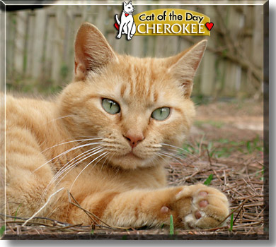 Cherokee, the Cat of the Day