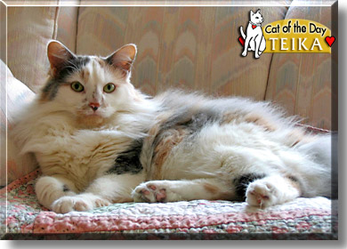 Teika, the Cat of the Day