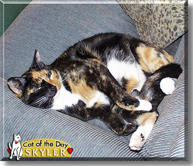 Skylar, the Cat of the Day