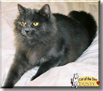 Dusty, the Cat of the Day