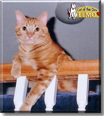 Elmo, the Cat of the Day