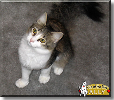 Ally, the Cat of the Day