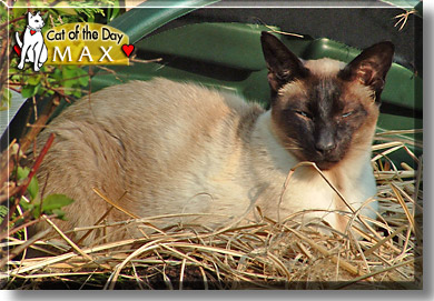 Max, the Cat of the Day