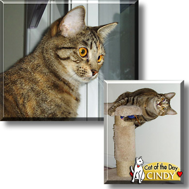 Cindy, the Cat of the Day