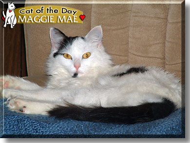 Maggie Mae, the Cat of the Day