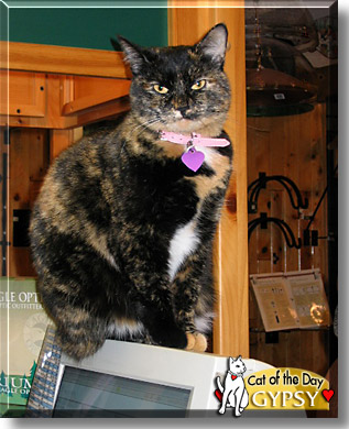 Gypsy, the Cat of the Day