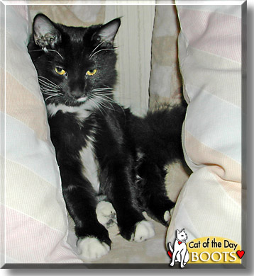 Boots, the Cat of the Day